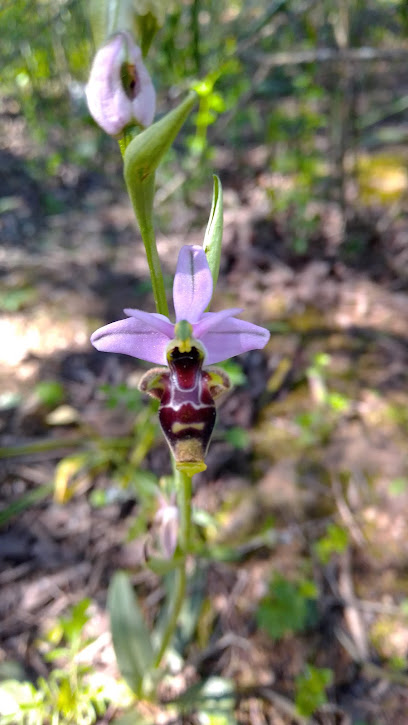 Senda de las orquídeas en Almaraz. Zona de senderismo