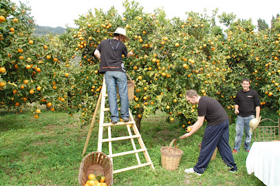 Cooperativa Agrícola de Sóller en Sóller. Cooperativa agropecuaria