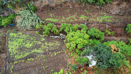 Finca La Cañada - Olicafé La Palma en Lomo de la Cancela. Atracción turística