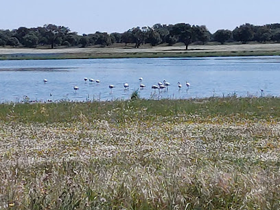 Zepa Llanos y Complejo lagunar de La Albuera en Torre de Miguel Sesmero. Zona de observación de aves