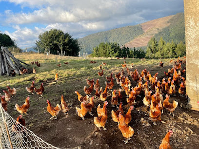 Granja Taramundi Huevos Camperos en Pardiñas. Granja avícola