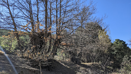 Castañar de Aldeire en Aldeire. Zona de senderismo
