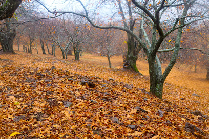 Bosque de Cobre. en Pujerra. Zona de senderismo
