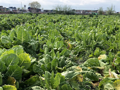 Verduras El Guarda en Fuenlabrada. Huerto