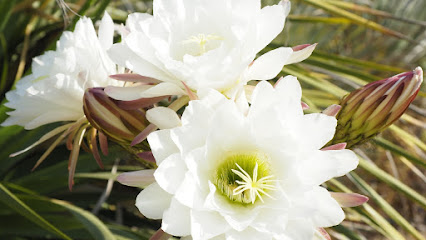 Jardí botànic tropical Pinya de Rosa en Blanes. Jardín botánico