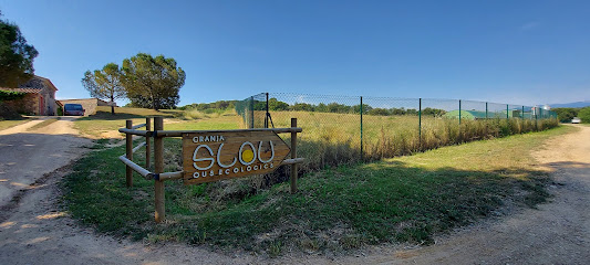 Granja Slou en Riudarenes. Proveedor de huevos