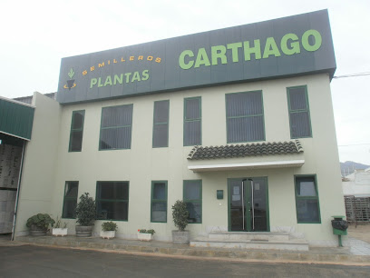 Plantas Carthago