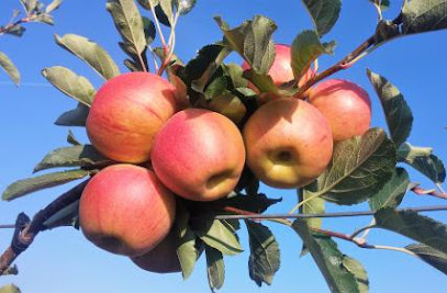 Fruta de Toro en Toro. Frutería