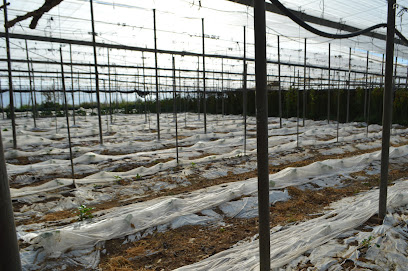 Rambla del Mar. Finca ecológica en Almería en Almería. Cooperativa agropecuaria