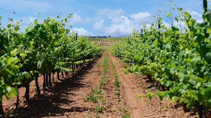 Bodegea en Quintanar de la Orden. Tienda de vinos