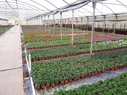 Viveros Pisuerga S.L. en Herrera de Pisuerga. Vivero