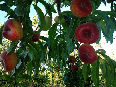 ecoibofruits.com en Llaurí. Mayorista de fruta