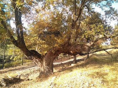 Quejigo Centenario en Los Navalucillos. Parque ecológico
