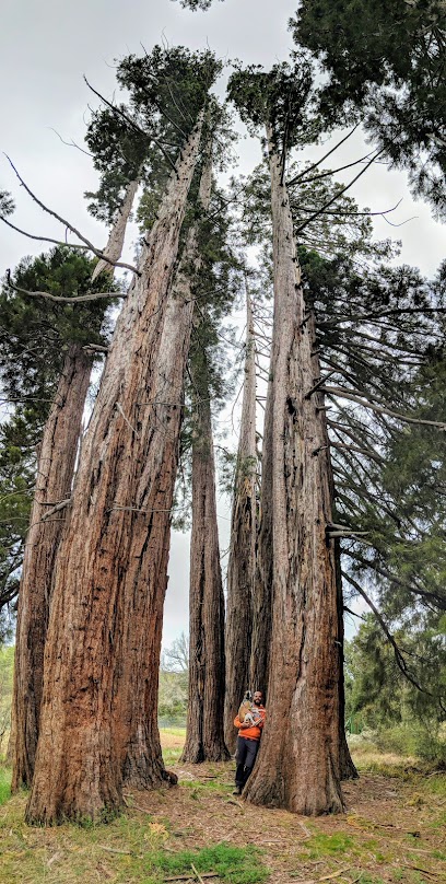 Secuoyas - Secuoias en Huéscar. Bosque nacional