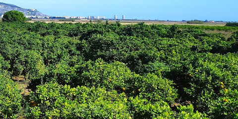 Naranjas Ecológicas Eco Abundance Naranjas para enfermos SQM