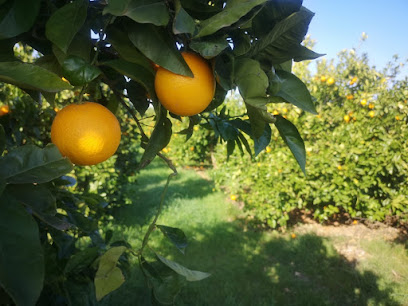 zumón en Alborache. Frutería