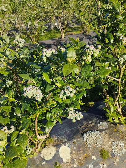 Campos de Herminia Arándanos Ecológicos en Tapia de Casariego. Frutería