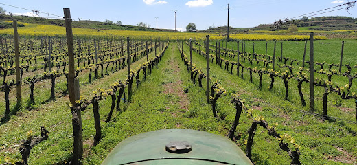 JAIRUS Vitivinicultura Ecológica en Badarán. Bodega