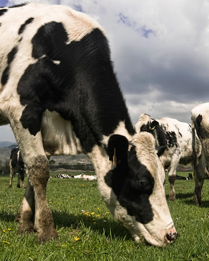 Can Roger–Granja llet ecològica en Cardedeu. Vaquería