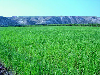 Flor de Calasparra en Calasparra. Molino de arroz