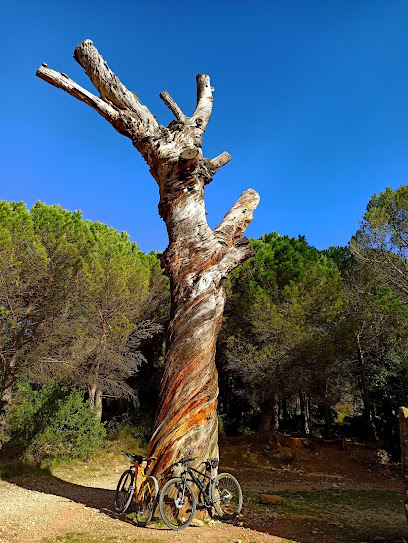 Pi Gros en Begues. Reserva natural