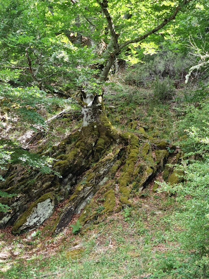 Centro de Información de la Reserva de la Biosfera Sierra del Rincón en Montejo de la Sierra. Centro de visitantes