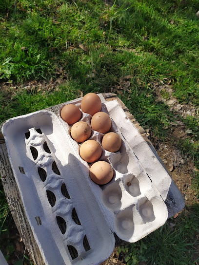 Huerto Ecológico Moga en Yebes. Huerto