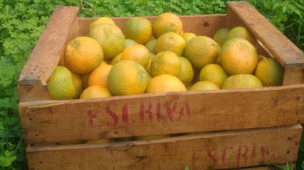 Naranjas escriva en Piles. Frutería