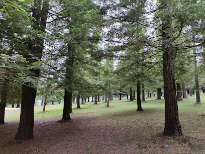 Bosque de Colón - Sequoias Poio en Poio. Reserva natural