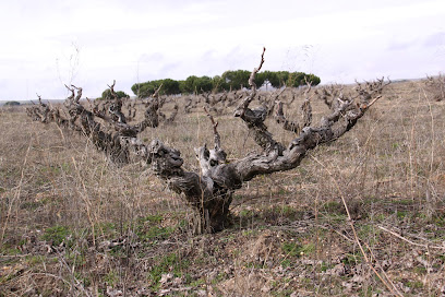 Milénico en San Martín de Rubiales. Bodega