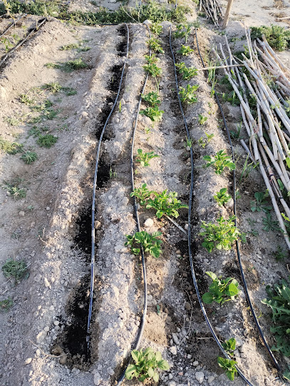 Huertos ecológicos Agost en Agost. Jardín