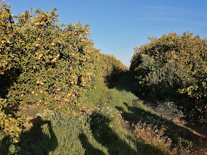 Hacienda EL CERRO en Cantillana. Producción agrícola