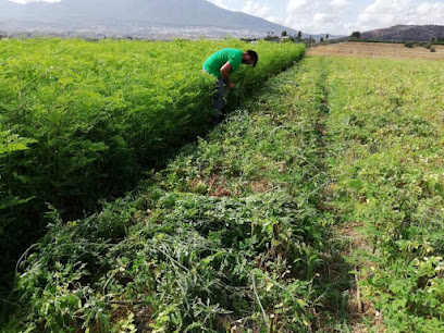 Comprar Moringa Ecológica en Moringa del Sur en Málaga. Tienda de alimentos naturales