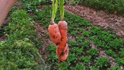 El Huerto de Presi en Santa Eulalia. Huerto
