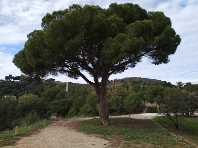 Parque del Pino Grande - Parc del Pi Gros en Sant Vicenç dels Horts. Parque