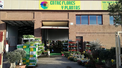 Entre Flores y Plantas en Soria. Mercado de flores