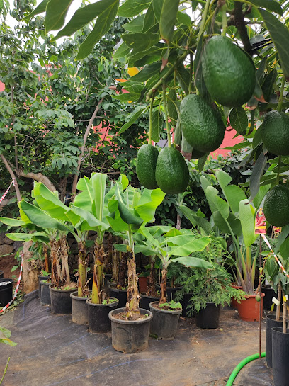 Reforestación Frutal (Venta de Frutales ) en San Juan de la Rambla. Sin categoría
