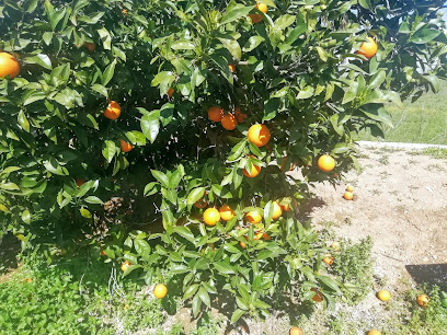 Frutas La Roda