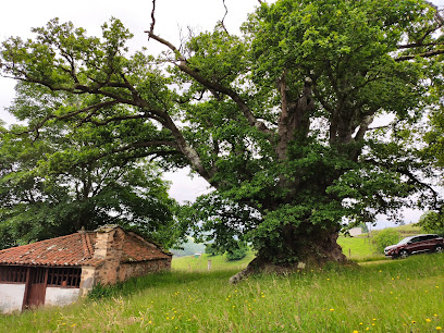Carbayón de Valentín en Tineo. Arboreto