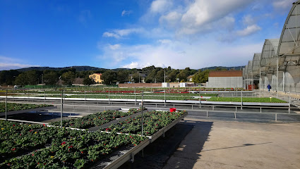 Cultivos Lloveras S L en Sant Andreu de Llavaneres. Vivero mayorista