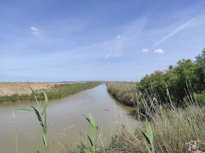 Esteros del Guadalquivir en Trebujena. Reserva natural