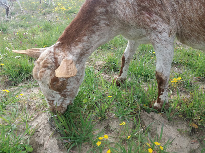 SAT Agraria Los Pablos en Alcolea de Tajo. Granja orgánica