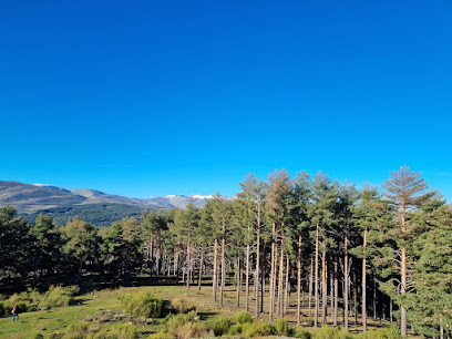 Pinar de Navarredonda de Gredos en Navarredonda de Gredos. Zona de senderismo