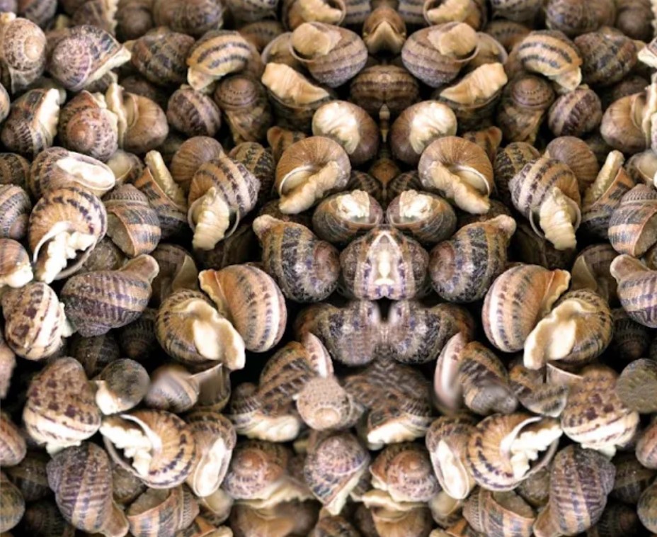 Granja de Caracoles, venta de caracoles congelados, caracoles cocidos, caracoles vivos, caracoles en salsa y caviar de caracol, distribución de pienso de caracol en toda España.