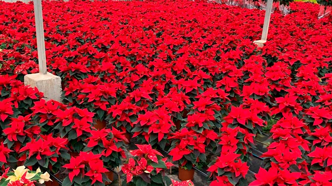Plantas y Fitosanitarios Salvador Benavent en Mislata (Valencia) - Centros de Jardinería