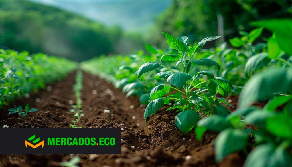 El Auge de una Nueva Era Alimentaria. El Crecimiento de la Agricultura Ecológica. El Escenario Global de la Alimentación Ecológica. Desde Granjas Locales hasta Supermercados Internacionales