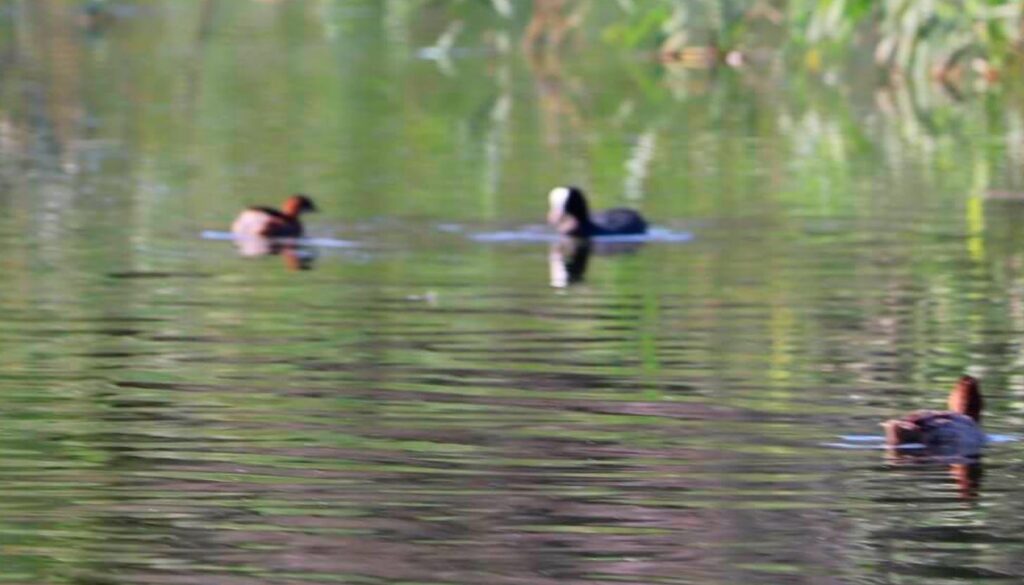 clot de galvany fauna