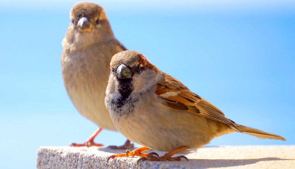 Gorriones al borde del abismo: el precio oculto del éxito conservacionista. Más osos, menos biodiversidad. La fauna común desaparece en silencio en España