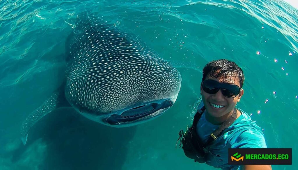 El tiburón ballena contra el progreso, una lucha desigual bajo el cambio climático