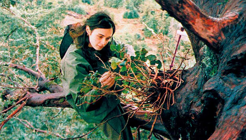 Julia Hill vivió 738 días en la cima de una secuoya para evitar su tala
